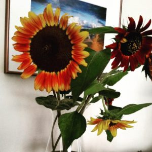 sunflowers